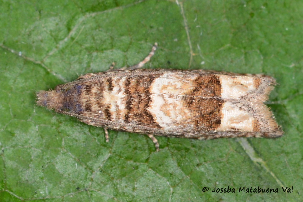 Pelochrista mollitana - Tortricidae